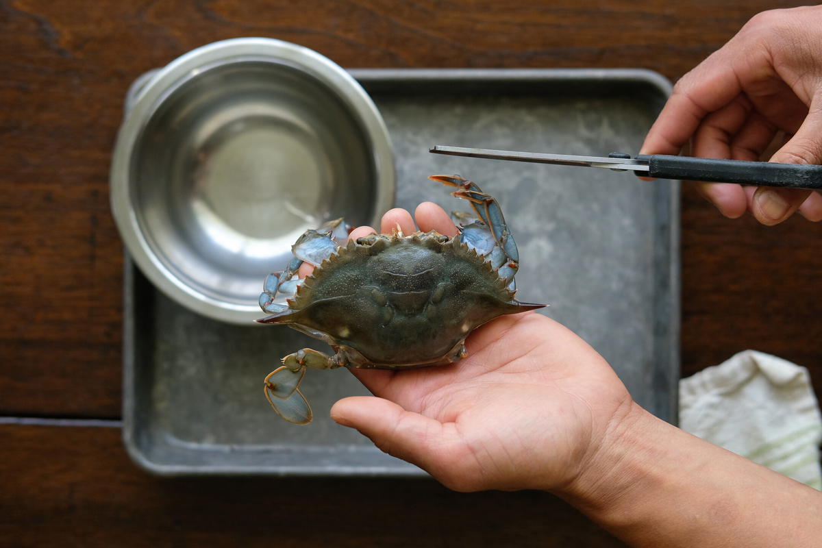 Crab ready to be opened with scissor