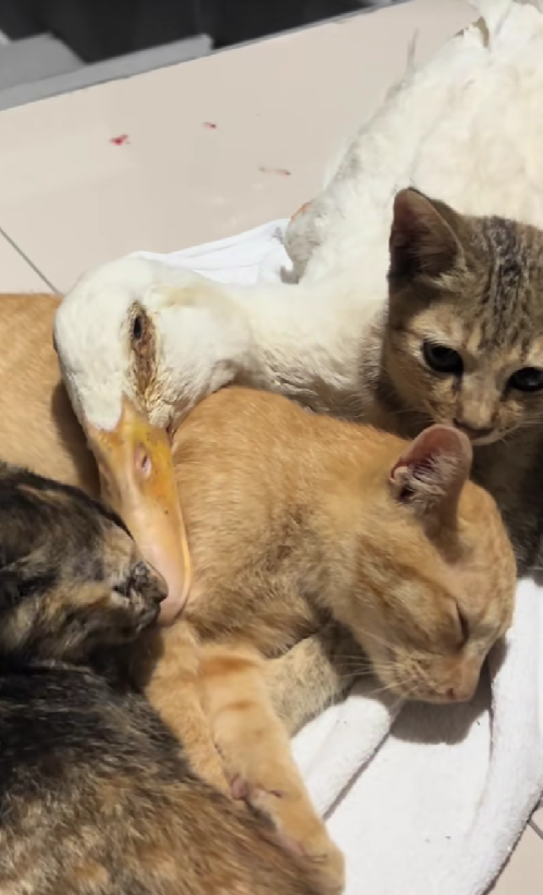 Duck sleeping on oyen