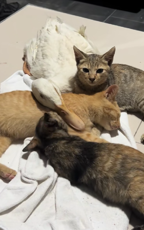 duck sleeping with cats