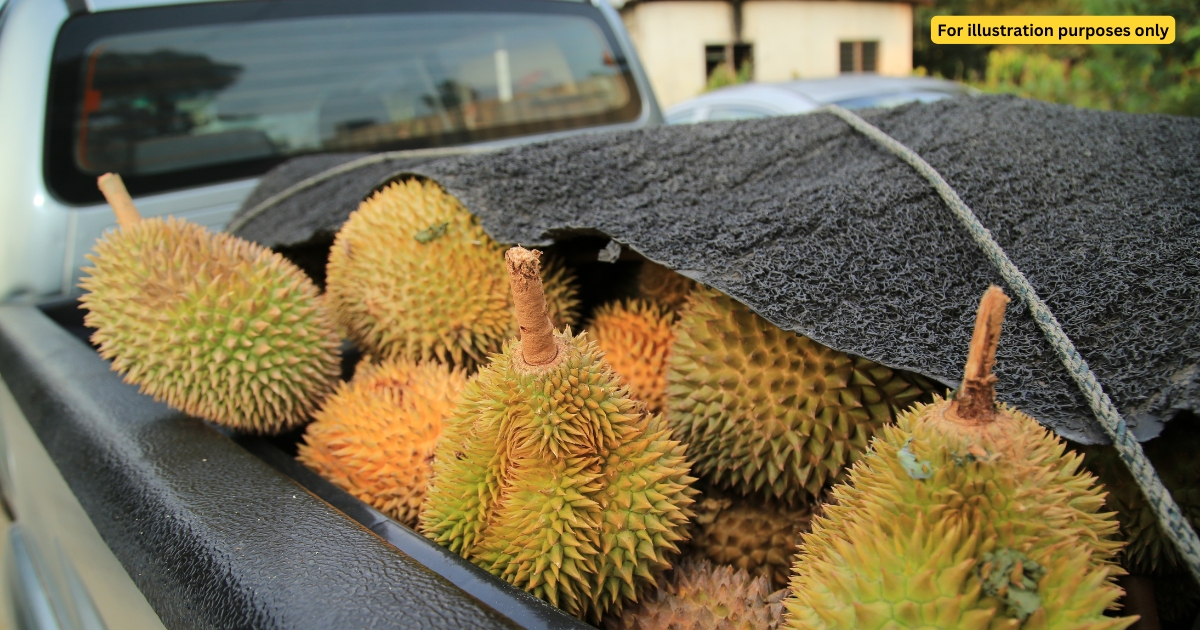 Durian in truck