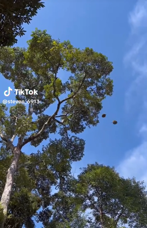 M'sian driver's windscreen gets smashed after durian falls off tree and lands right on top