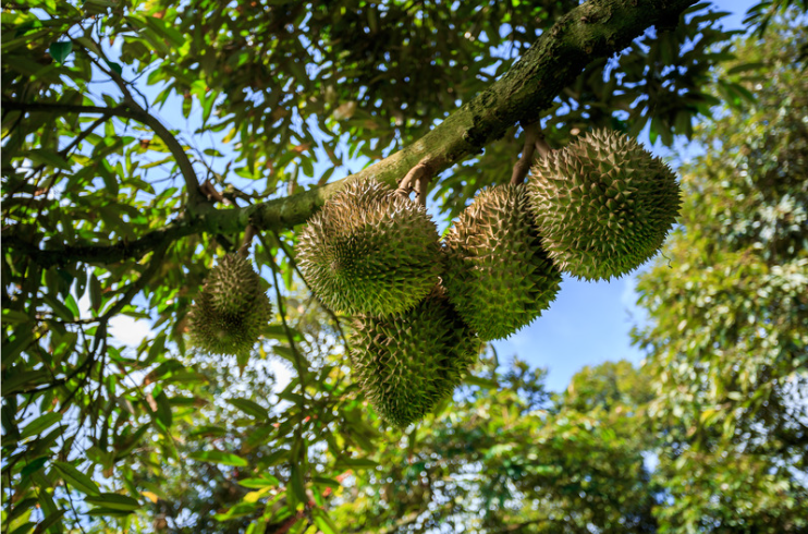 Durians hanging from a tree