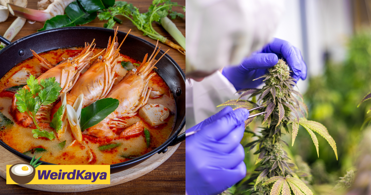 Eateries in thailand are allegedly putting cannabis into tomyam & soups to keep tourists 'hooked'  | weirdkaya