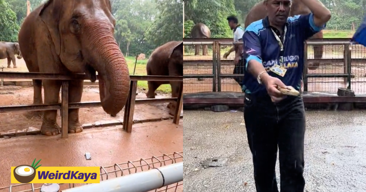 Elephant at melaka zoo crushes visitor’s phone after mistaking it for food | weirdkaya