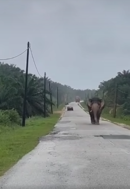 Elephant at road