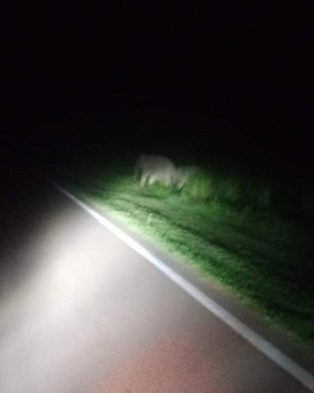 Elephant seen looking for food in kluang again, this time at a residential area | weirdkaya