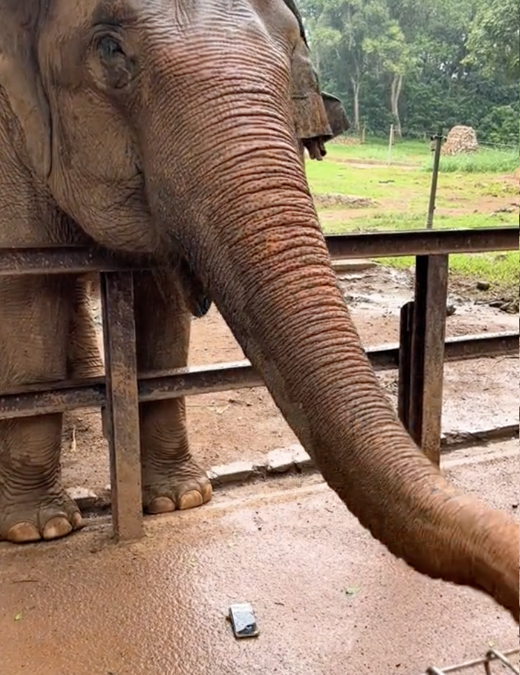 Elephant crushes visitor phone melaka zoo