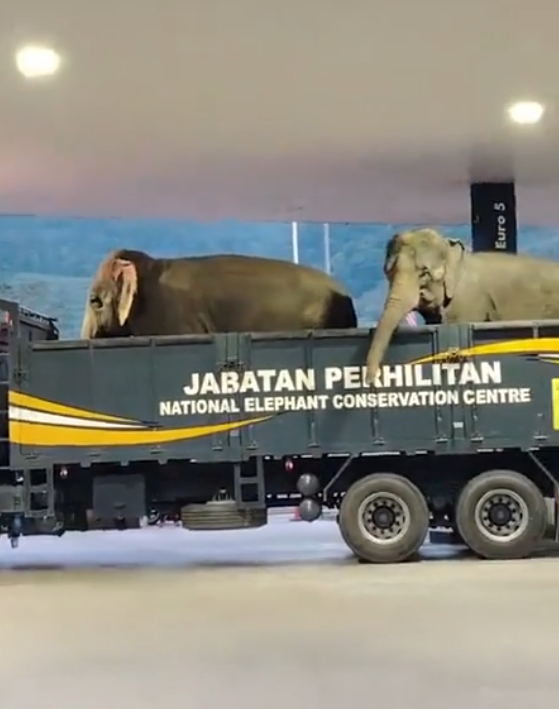 Elephant in petrol station