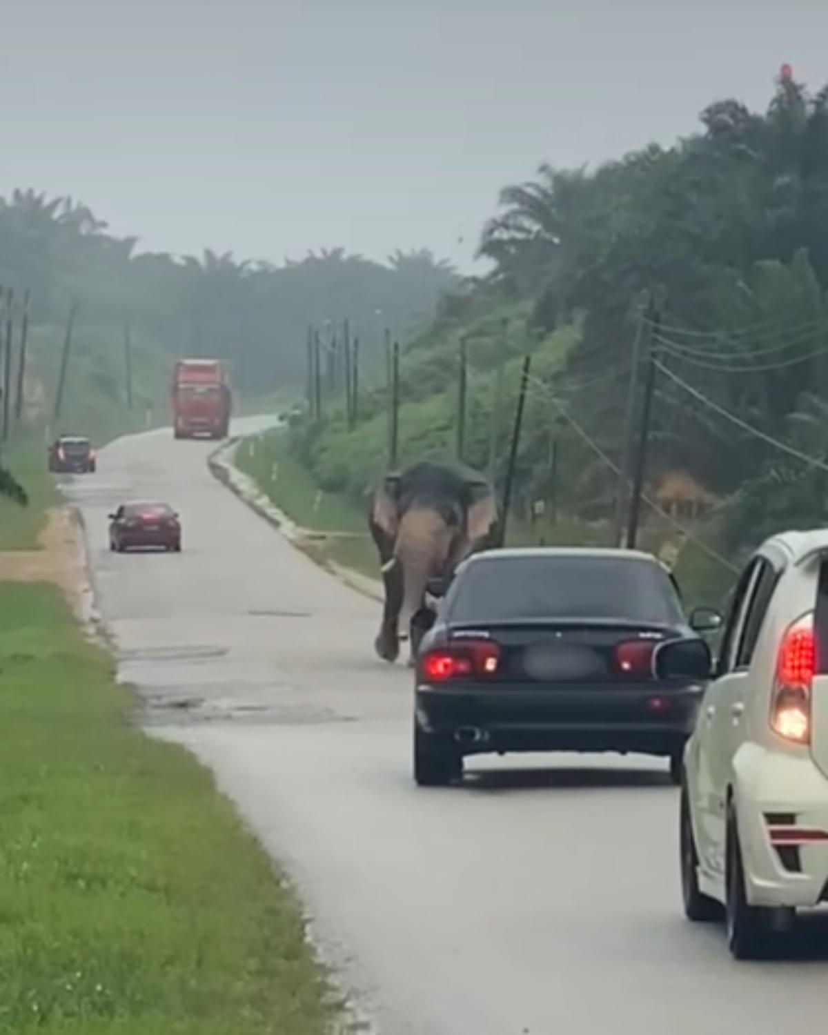 elephant on road