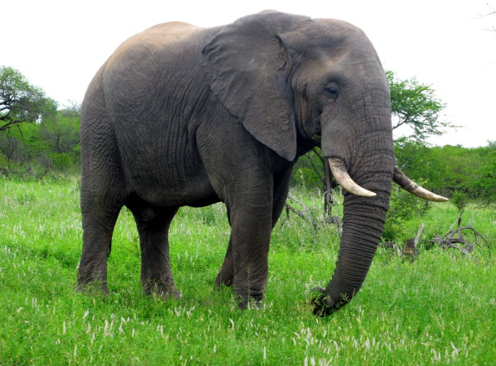 elephant on the grass