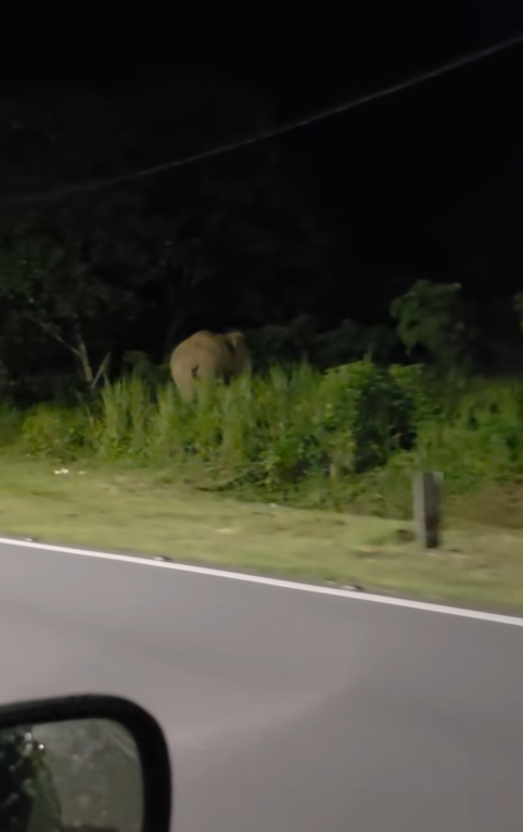 Elephant walking towards forest along road