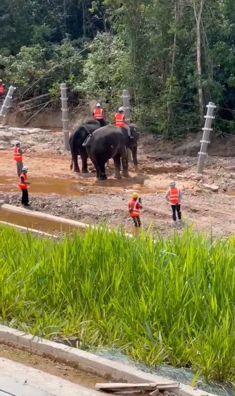 Elephants doing inspection at  ecrl project site