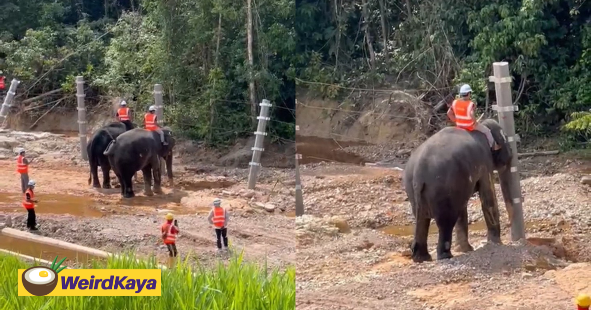 'let me handle the qc' - elephants take charge at ecrl project site in pahang | weirdkaya