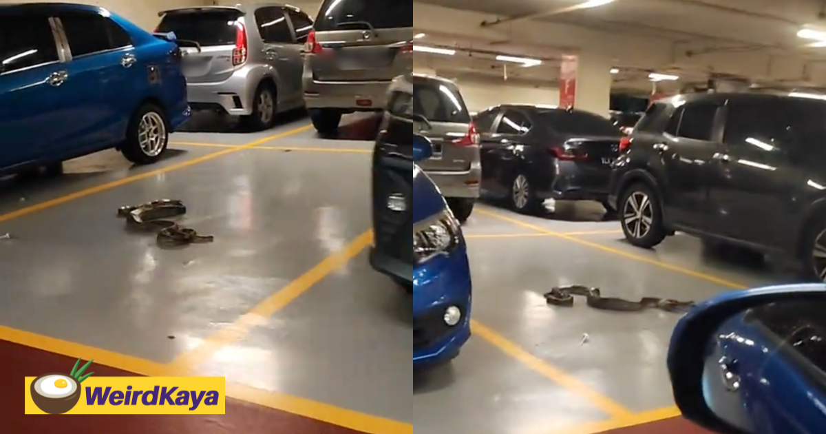 'even snakes need a parking spot'– python ‘chopes’ space at subang jaya mall | weirdkaya