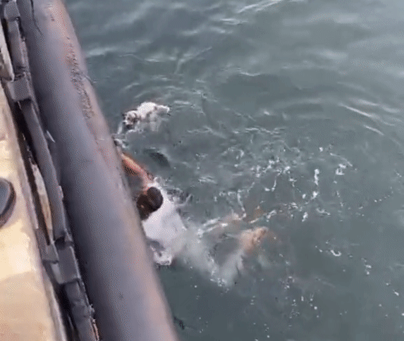 Brave royal m'sian navy officers jump into the sea to save drowning puppy, praised by netizens
