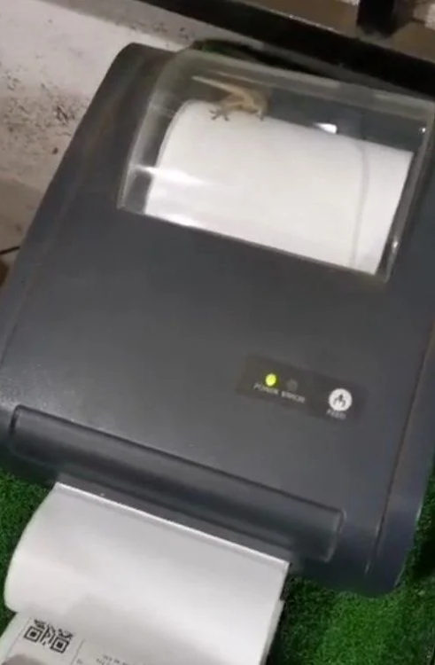 Lizard gets trapped inside printer and 'sweats' it out by running on paper like a treadmill