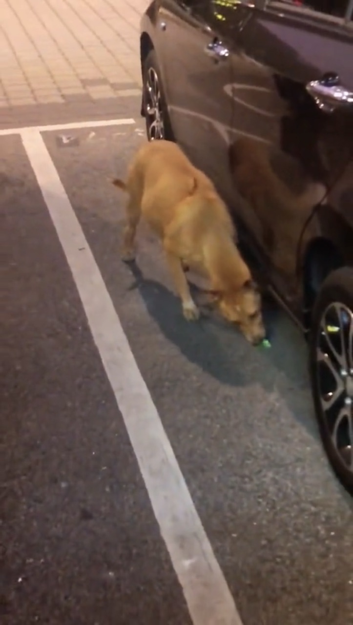 Hungry stray dog in sentul eats some food