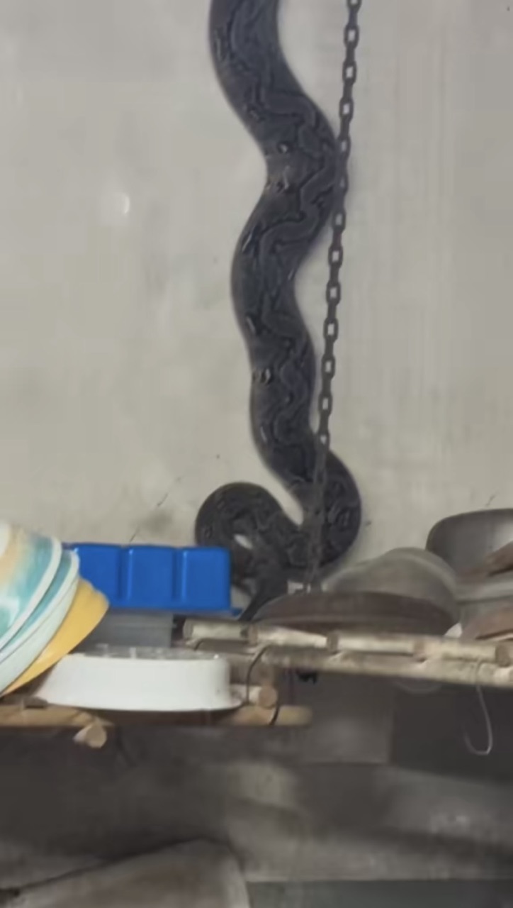 Giant python 'invades' woman's kitchen