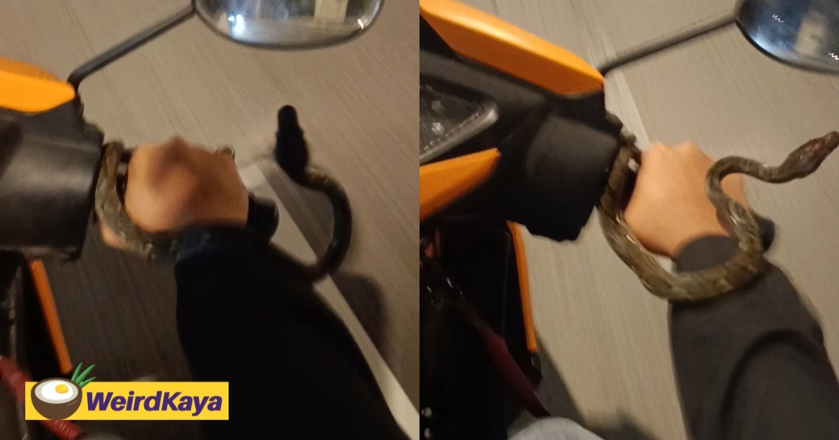 'fancy bracelet' - snake coils around m'sian woman's wrist throughout motorcycle ride | weirdkaya