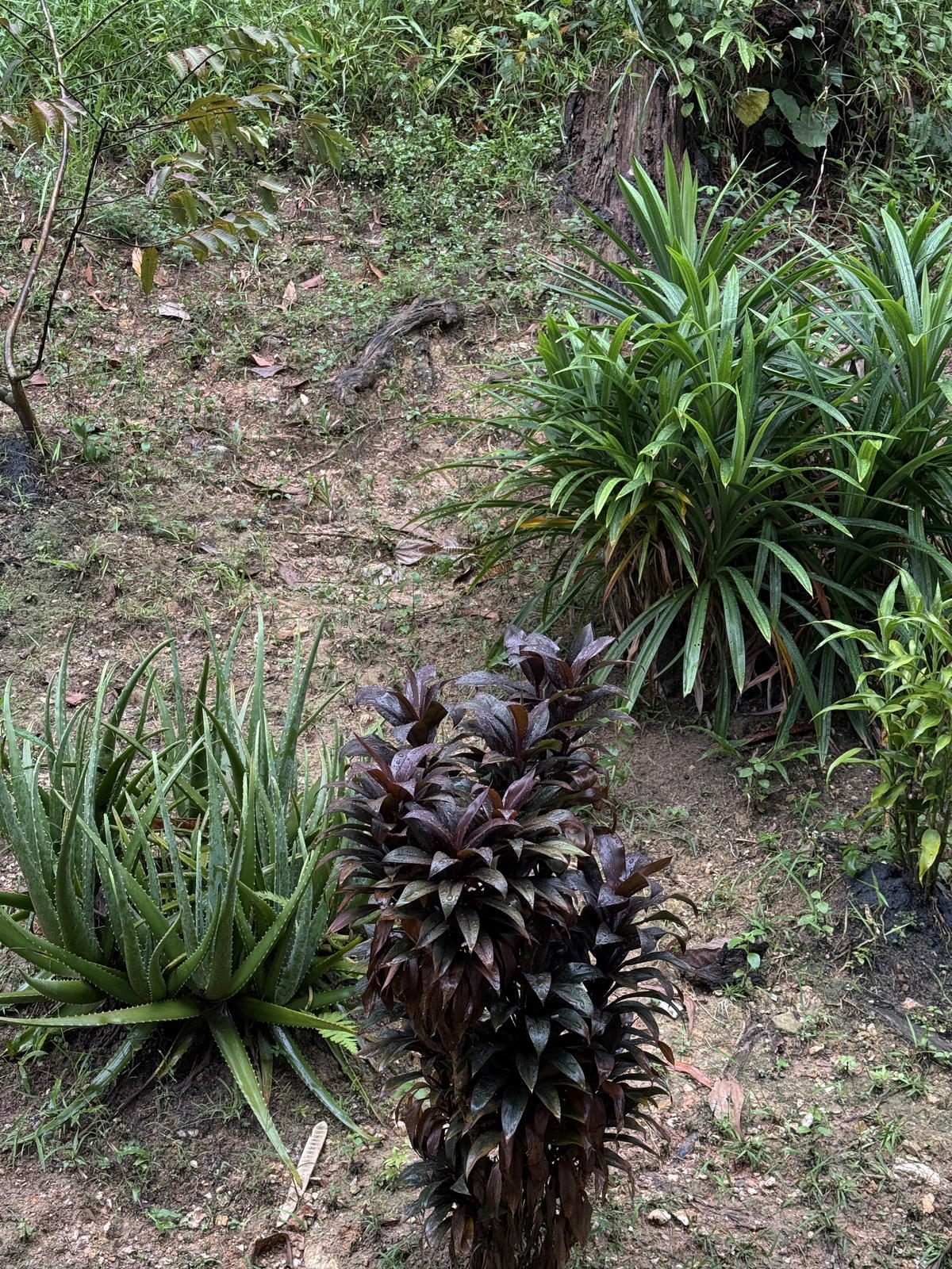Farming at home