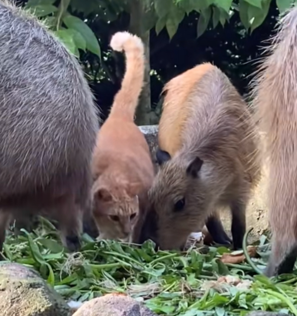 Oyen which frequently hung out with capybaras at zoo negara gets its very own sign