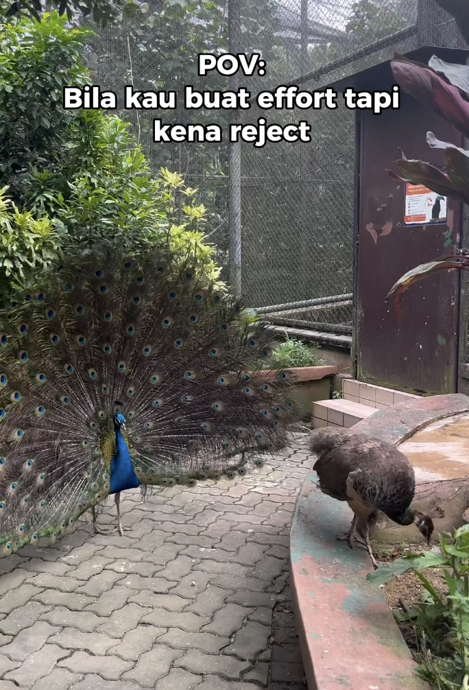 Feeling single? This peacock at zoo negara is like you trying to impress your crush but failing | weirdkaya