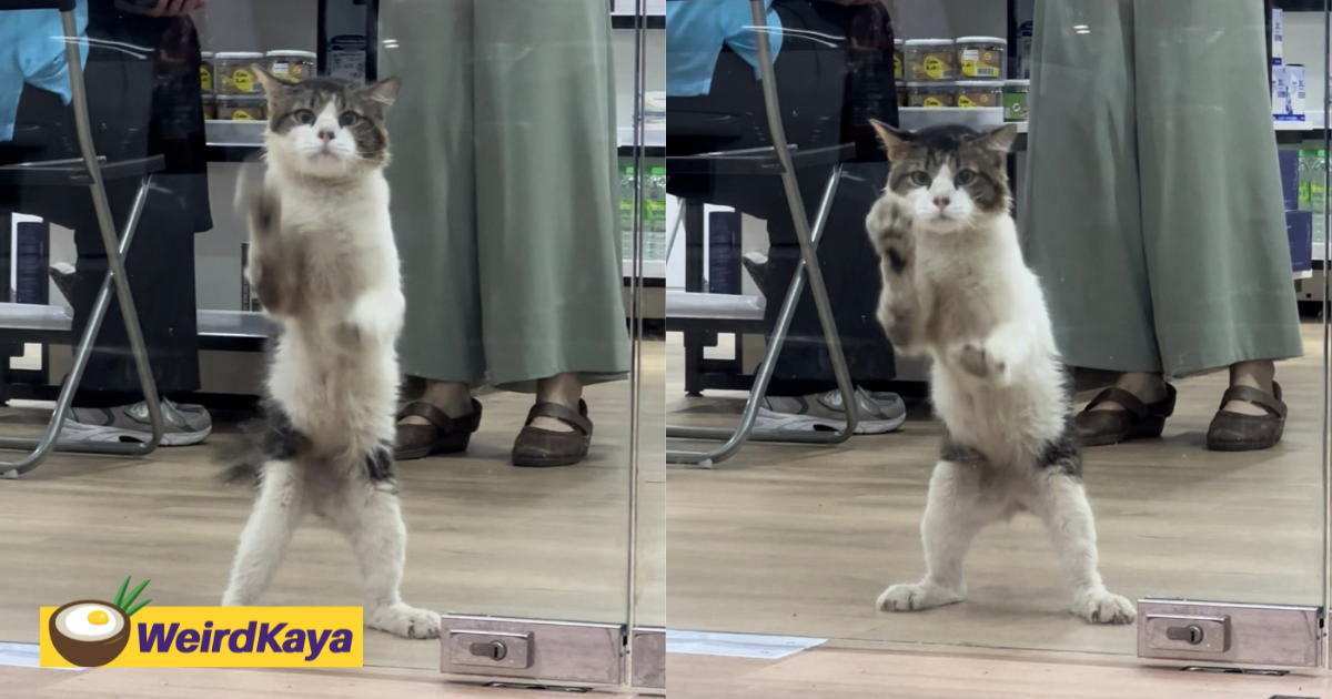 'First Day Of Work' - Hardworking Cat Spotted Wiping Glass Door At Local Convenience Store Using Its Paw