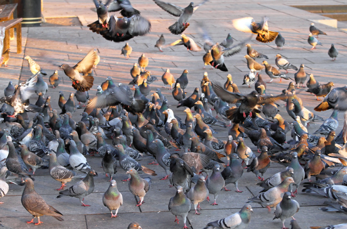 A flock of pigeons