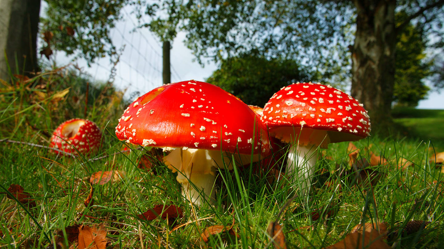 Poisonous mushroom in red cap