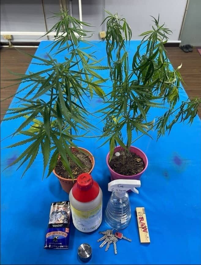 Ganja plants seized by police in Bangsar