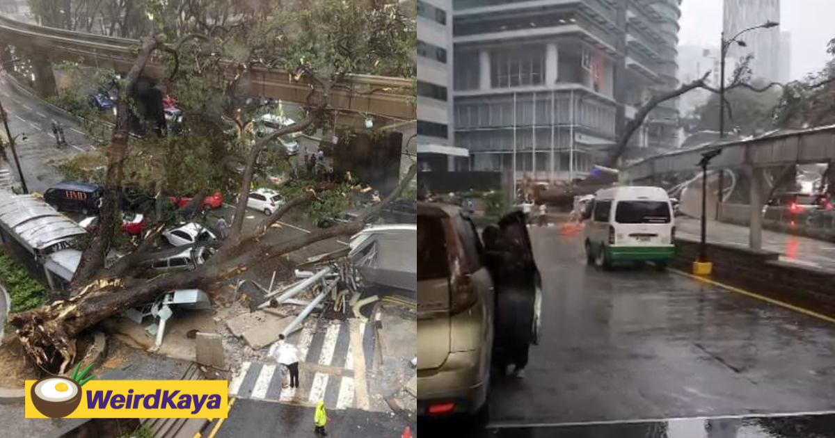Giant tree falls along jalan sultan ismail, several cars severely damaged | weirdkaya