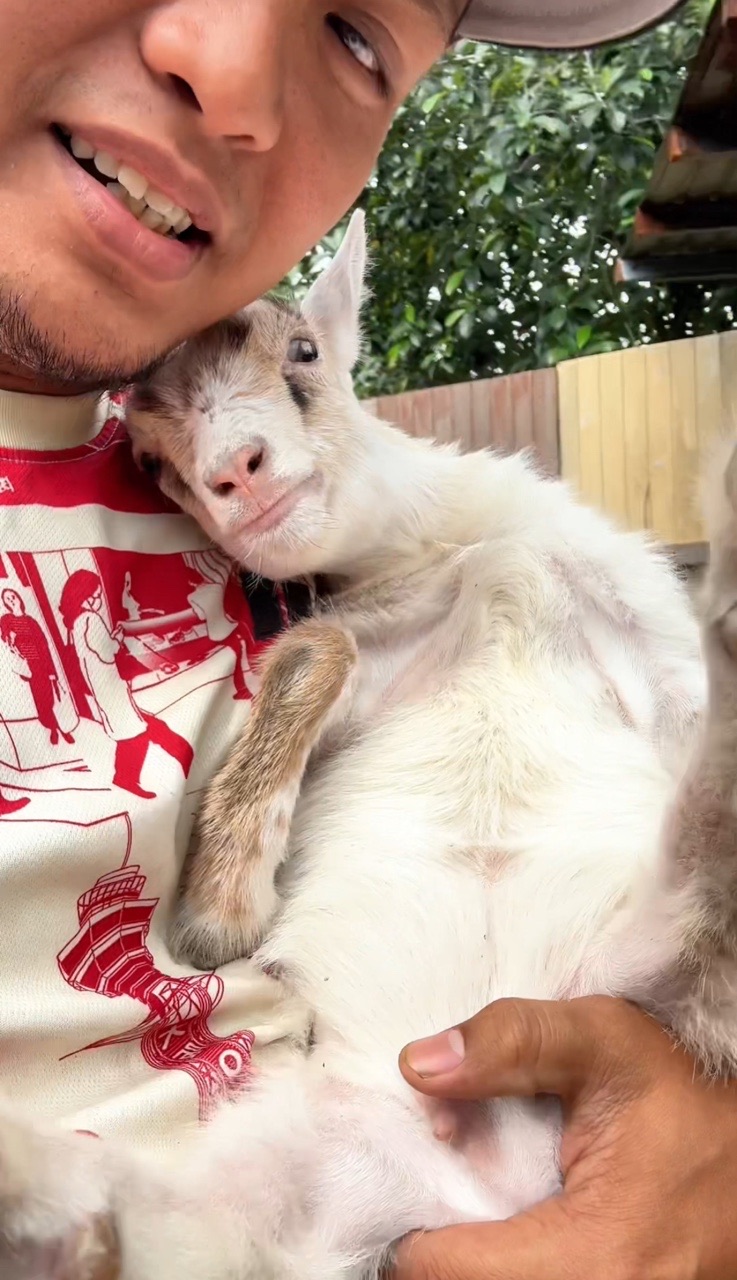 Goat cuddling with a man