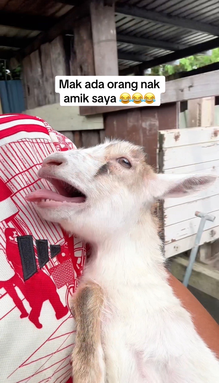 Goat saying maa