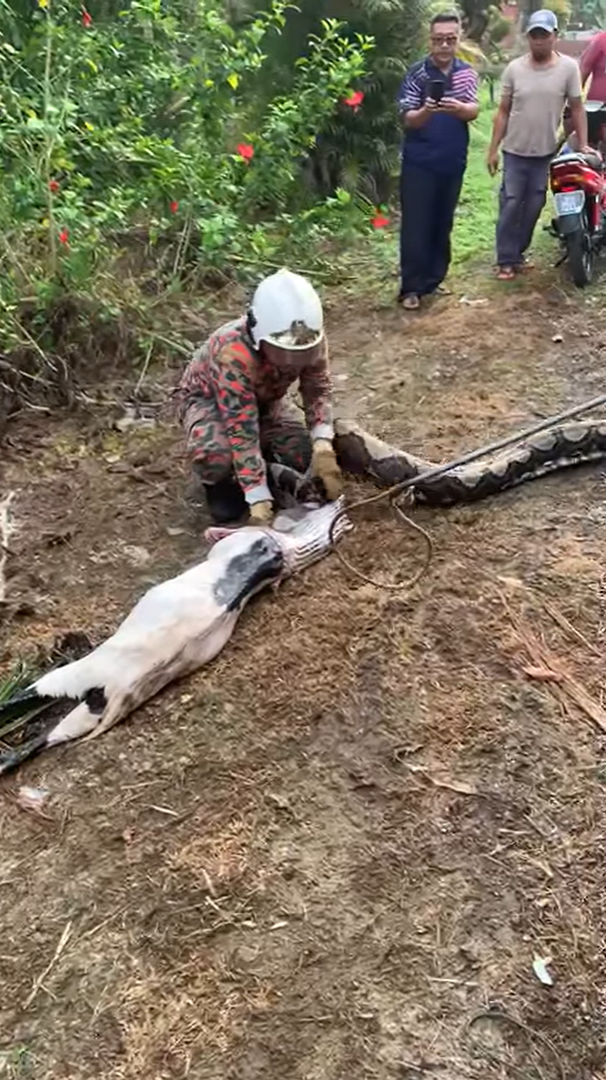 Python 'releases' goat