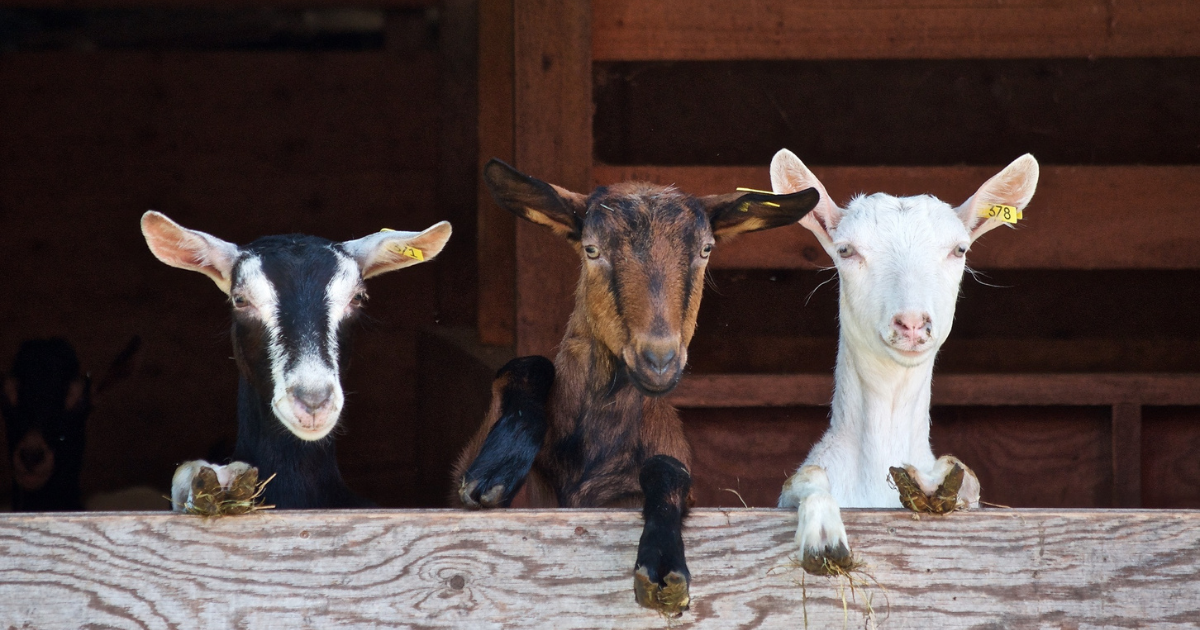 goats