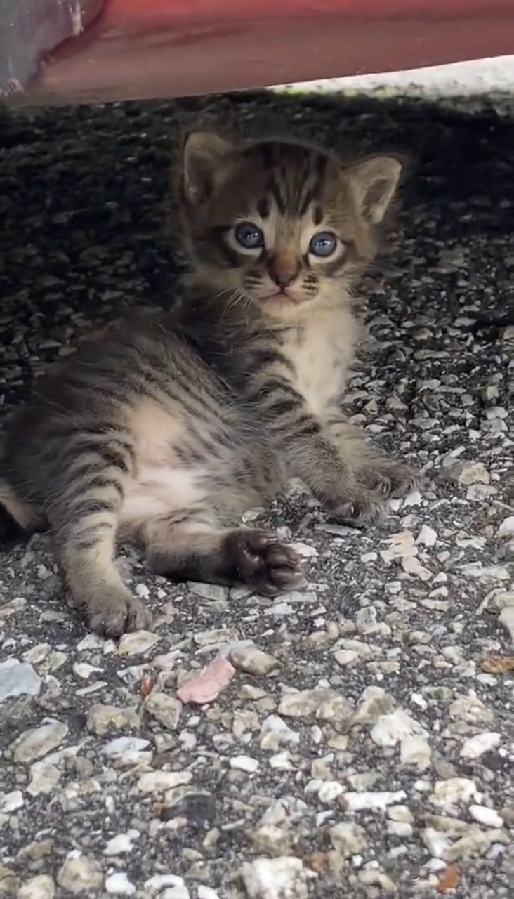 Grey kitten sitting under a car