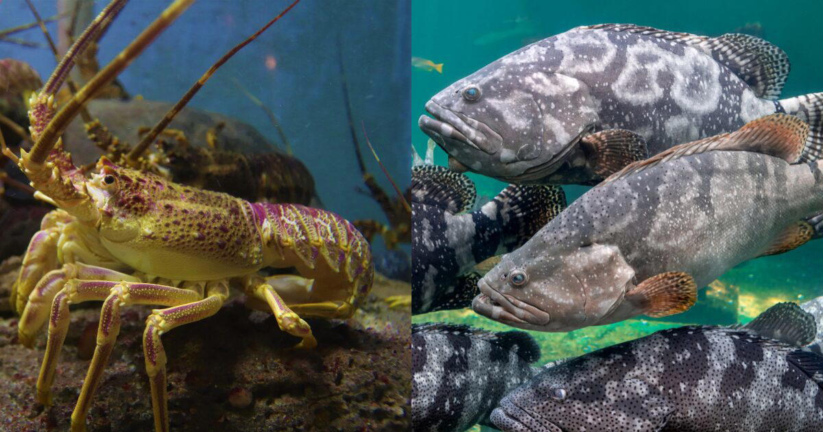 grouper and lobster