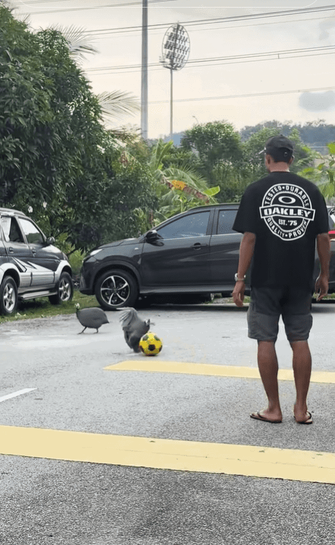 Guinea fowl kicks football
