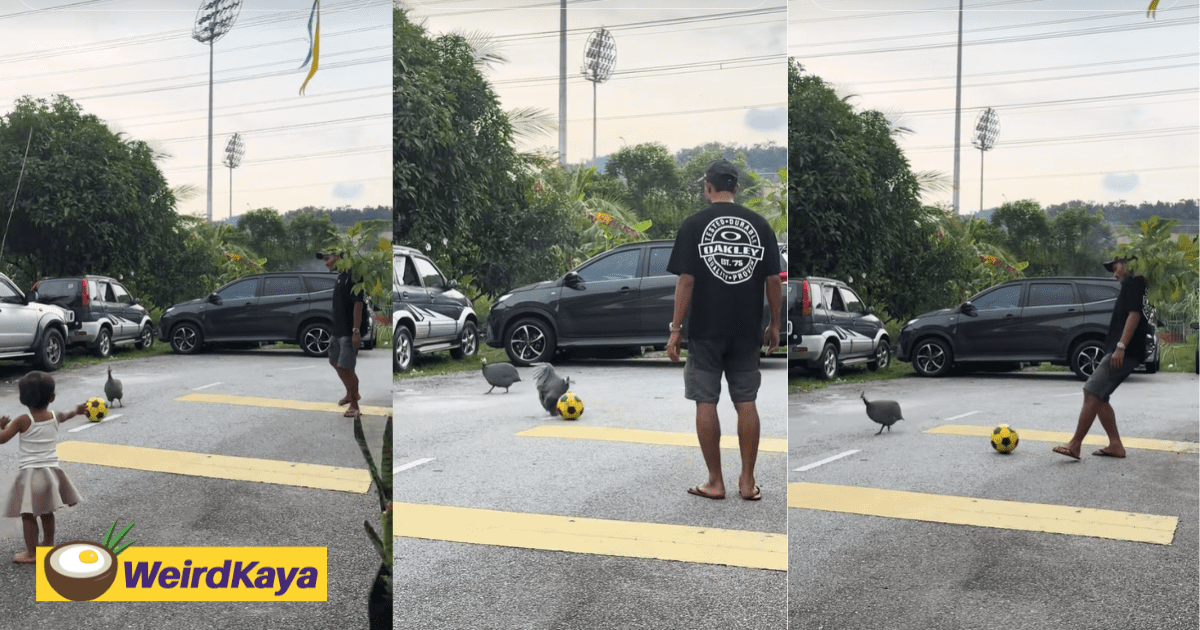 Guinea Fowl Wows Netizens With Its 'Fowl-tastic' Footwork By Playing Football With M'sian Man