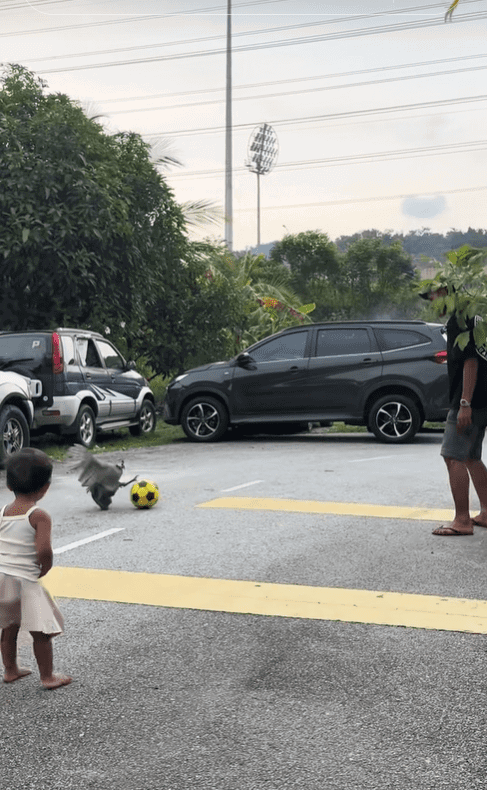 Guinea fowl plays football