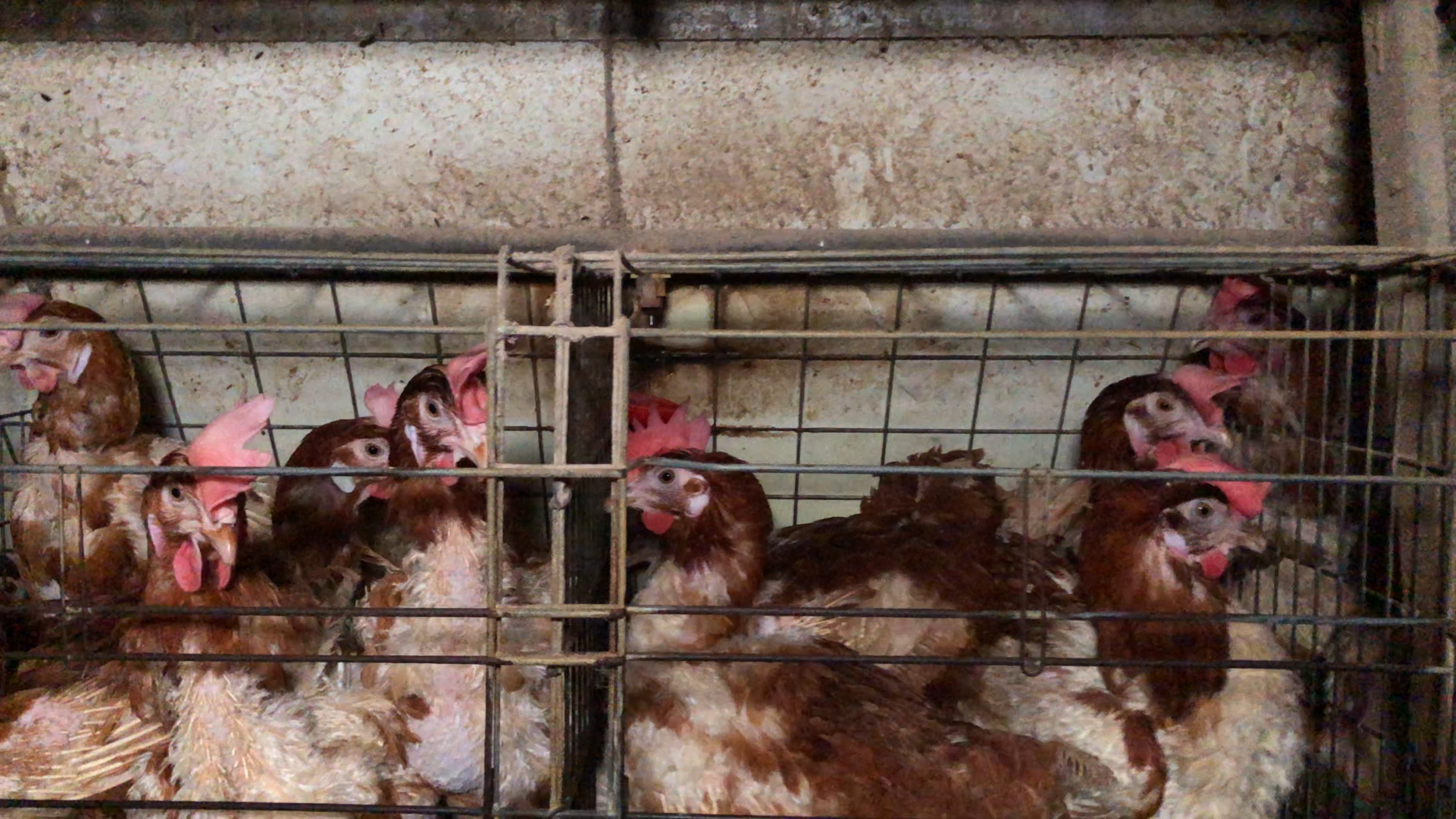 Hens with limited space in cages