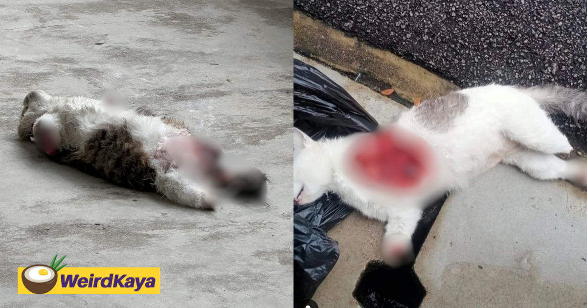 Here’s What You Need To Know About The Stray Cats That Were Found Dead At UM