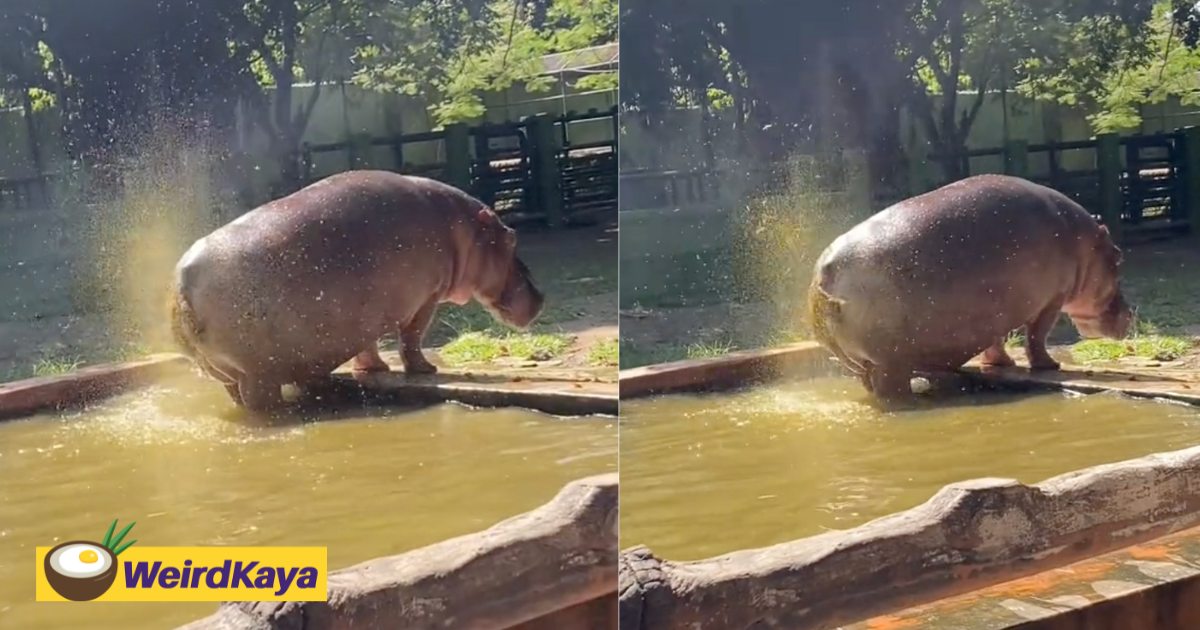 Hippo puts on a splashing wet show with its tail, sends visitors running for cover | weirdkaya