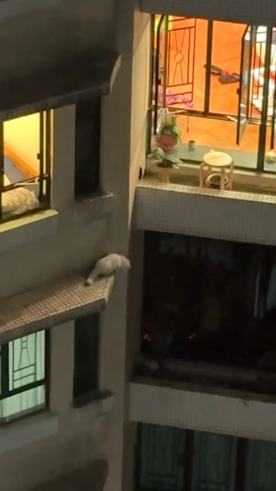HK firefighters trying to save cat (1)