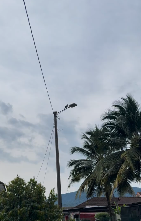 Hornbill on lamp post