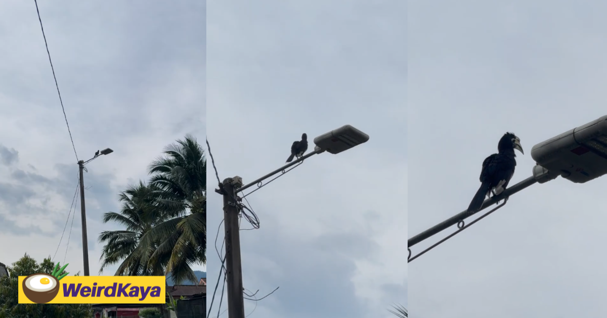 Hornbill spotted hanging out in seremban, something you don't see very often | weirdkaya