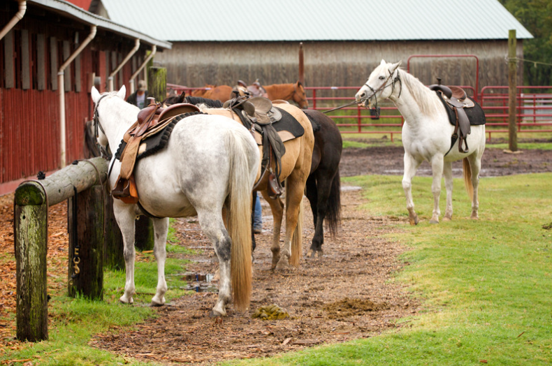 Horses at a ranch