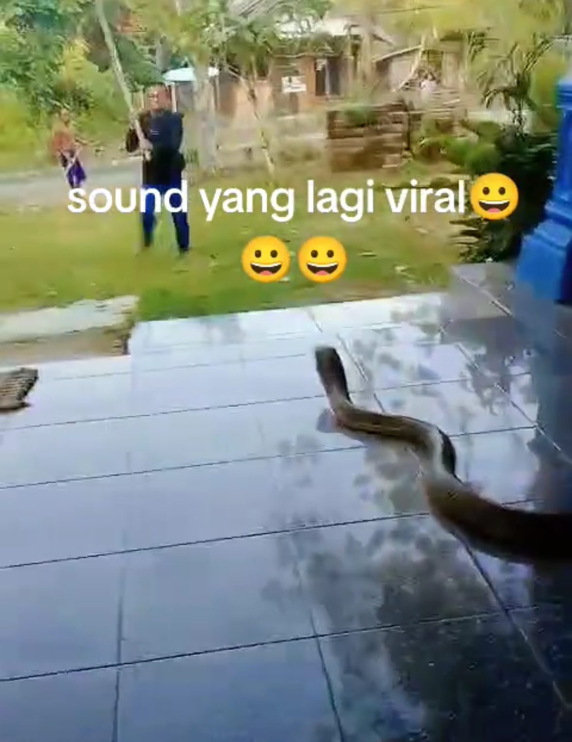 Huge King Cobra Coils Up Outside House In Kalimantan, Won’t Budge Despite Dog & Stick