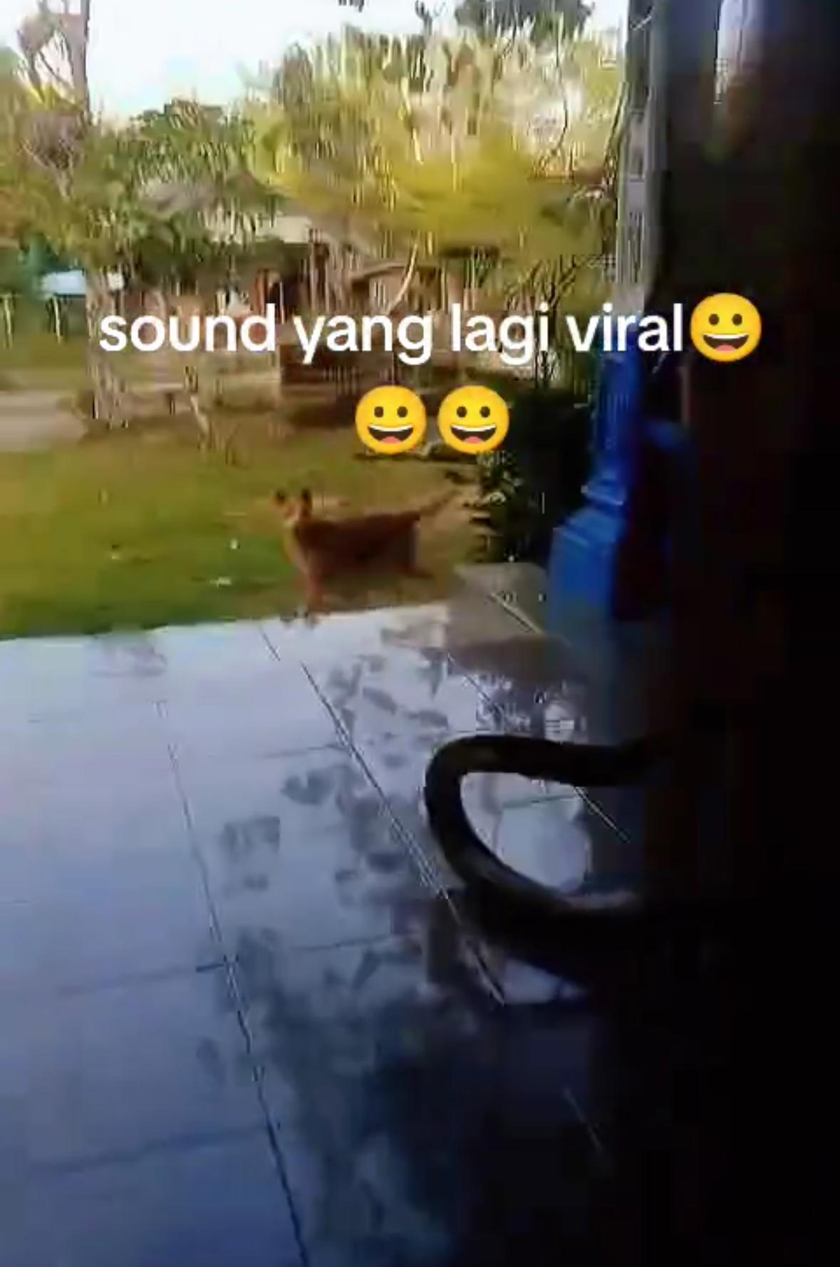 Huge King Cobra Coils Up Outside House In Kalimantan, Won’t Budge Despite Dog & Stick