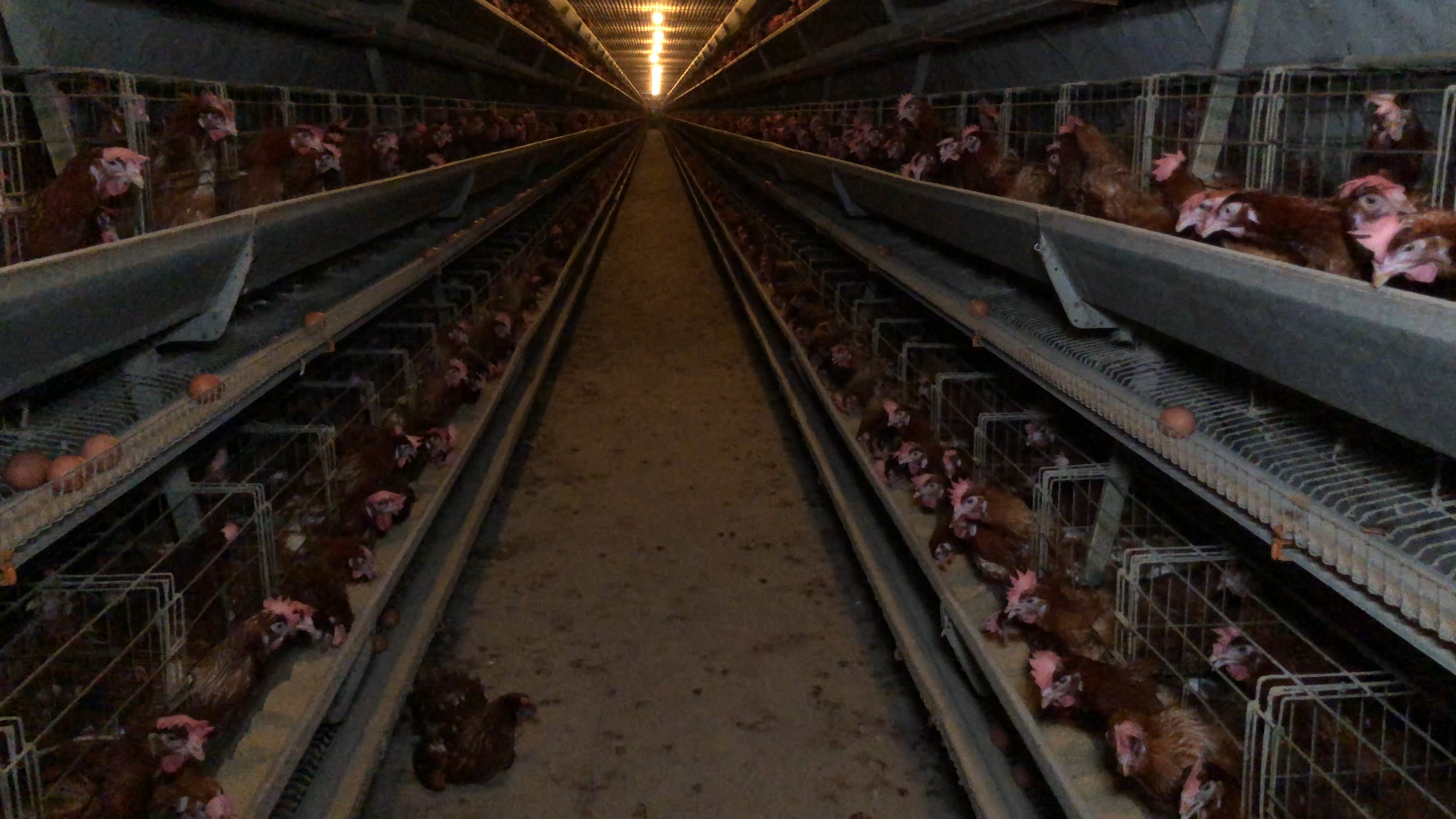 Hundreds of hens caged in a barn